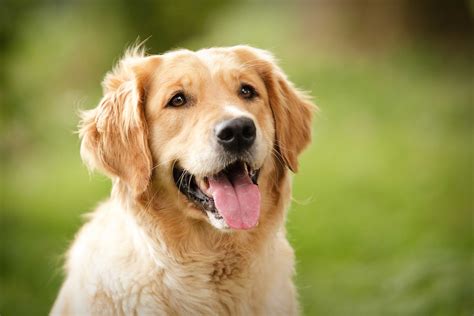 We have an extensive collection of amazing background images carefully chosen by our community. Golden Retriever Wallpapers, Pictures, Images
