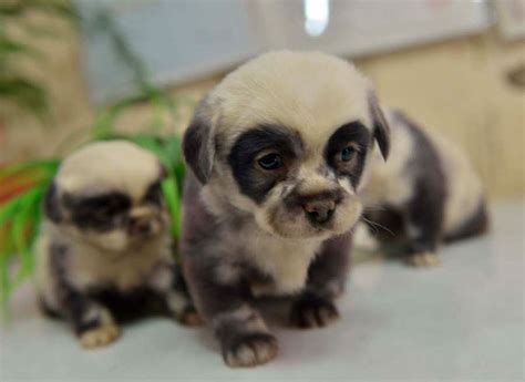 These Adorable Puppies Look Just Like Miniature Panda Cubs Bored Panda
