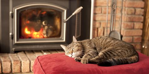 Get tips on training, raising and taking care of your cat with help from a small animal and exotic veterinarian in this free video series. 9 Unusual Ways To Keep Your Home Warm Without Turning Up ...