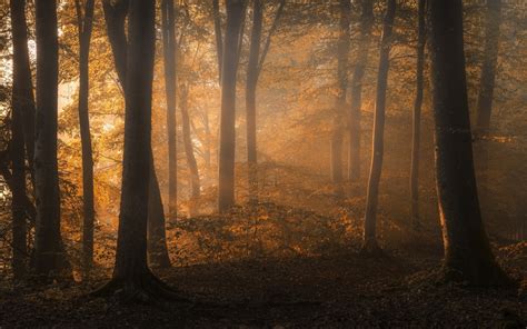 Fall Sunrise Forest Leaves Shrubs Trees Mist Morning Nature Landscape