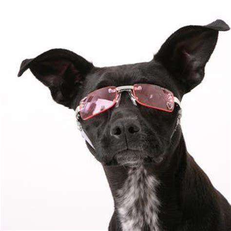 Doggles K9 Optix Sunglasses For Dogs Pink Heart Lens At Baxterboo