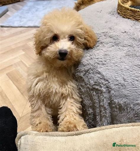 Stunning Toy Poodle Puppies Last One Birmingham Pets4homes