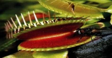 Plantas Carnivoras No Brasil