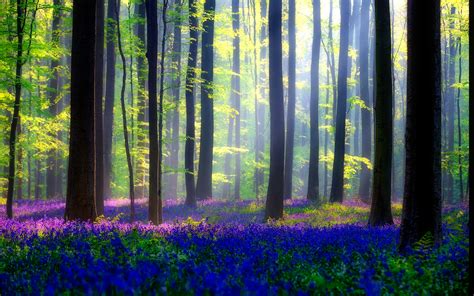 Bluebell Forest 2560 × 1600 Hd Wallpapers