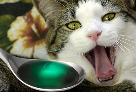Poisoning In Cats Symptoms And First Aid Pets Wiki