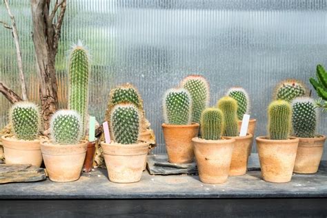 Cactus Plant Row Cultivate Plank Stock Photos Free And Royalty Free