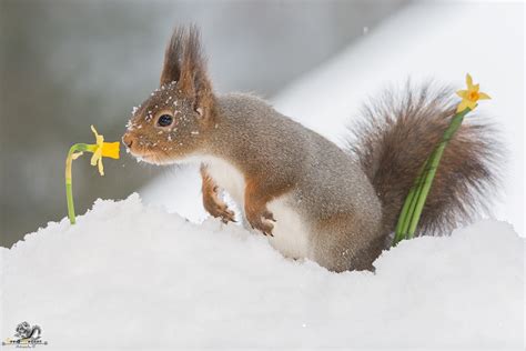 Swedish Photographer Brings Magic Of Christmas Through