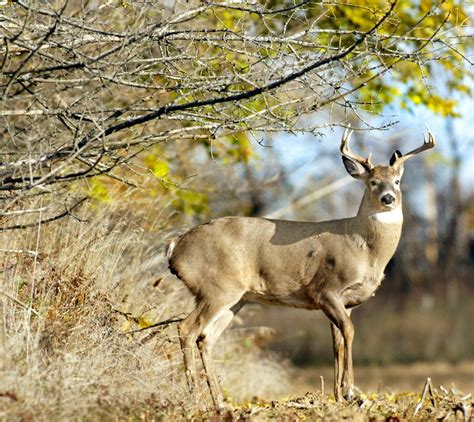 Whitetail Deer Mating