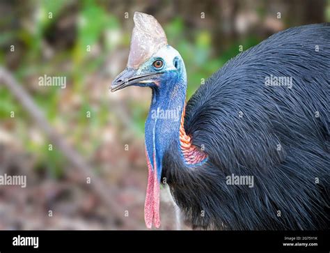 Cassowaries Are Considered As The Worlds Most Dangerous Bird They