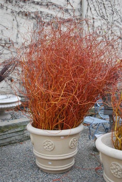 Curly Willow Plant
