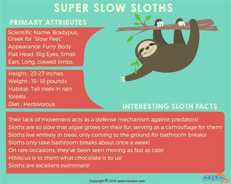 Sloth Facts And Information Ographic For Kids Sloth Facts For