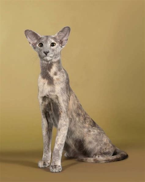 Oriental Shorthair Cat 101 Ultimate Guide Faqs The Goody Pet