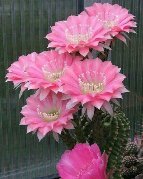 Estas plantas tienen generalmente hojas largas y estrechas; Lindas flores de cactus | Flores exóticas, Flor de cactus, Cactus y suculentas