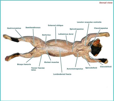 No food or drink in the classroom 2. Cat muscles - Human Anatomy And Physiology with Alvarez at ...