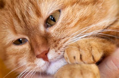 4 Types Of Cat Cancer And Their Symptoms Medford Vets