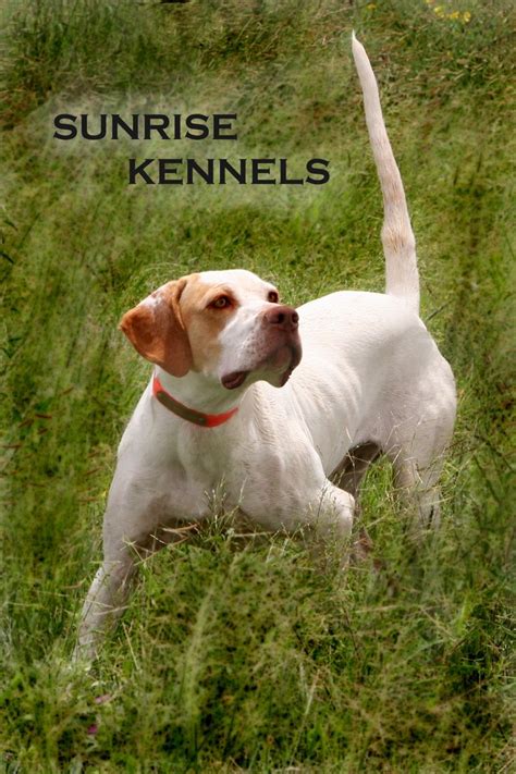 The Future Of The Elhew Pointer Line Of English Pointer Will Depend On