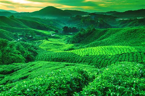 Green Tea Plantation Scenery Hd Desktop Wallpaper Preview 842