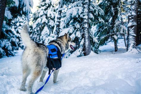 Adopt a pet at the oregon humane society in portland. Duke, an Alaskan Malamute in his element on a hike in the snow near Mt Hood, Oregon | Outdoor ...