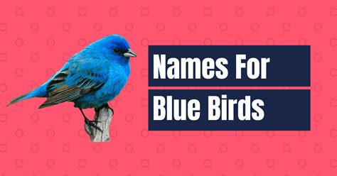 90 Best Names For Blue Birds Male And Female Names Cherry