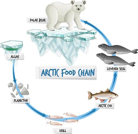 Arctic Food Chain Diagram Concept 2178249 Vector Art At Vecteezy