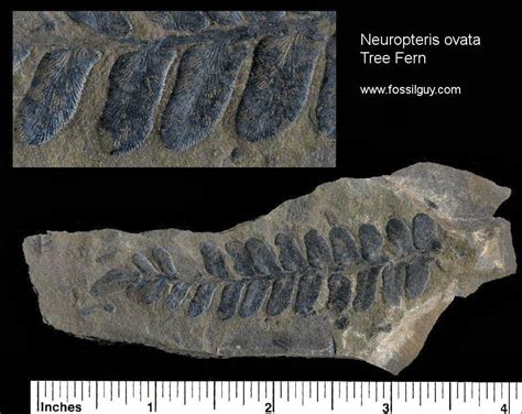 Carboniferous Fossil Fern Identification