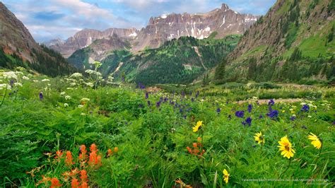 Free Download Hd Wallpaper Yankee Boy Basin Wildflowers San Juan