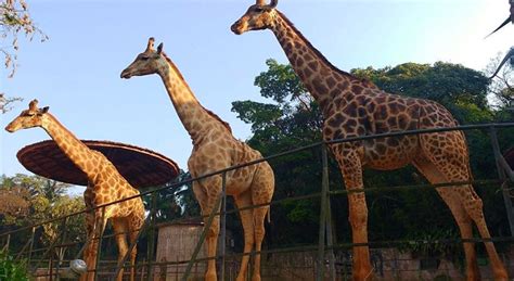 Zoológico De São Paulo Valor Da Entrada 2021