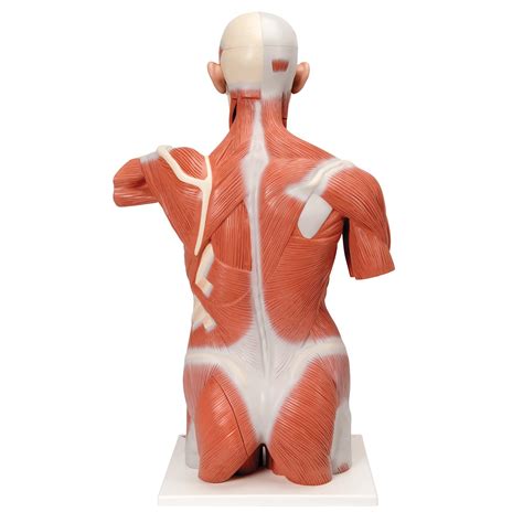 Muscle activation patterns of the gluteal muscles were consistently higher on the elliptical, whereas the back extensors, latissimi and internal obliques were greater in only selected conditions. V16 Life size Muscle Torso Model, 27 part - Klinger ...