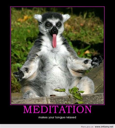 See more ideas about funny animals, grumpy cat humor, cat memes. Funny animal - Meditation | Funny Pictures, Funny Quotes ...