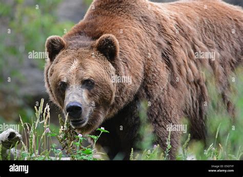 Brown Bear Scientific Name Ursus Arctos Looking At Camera Stock Photo