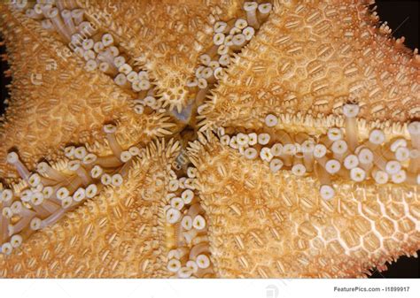 Aquatic Wildlife Starfish Bottom Stock Picture I1899917