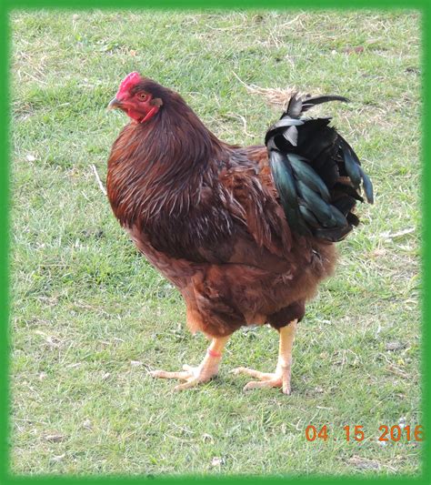 Confessions of a Crazed Cattlewoman: An awesome rooster