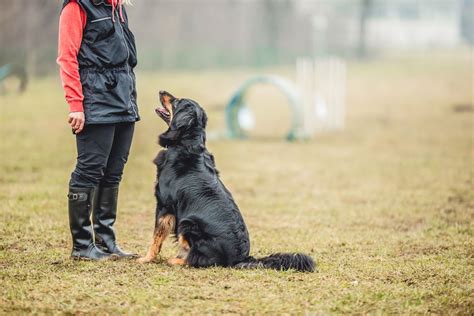 Essential Dog Training Commands