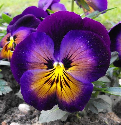 Grows tall and spikey tapering toward the top. Pansy - The specific colors of the flower - purple, yellow ...