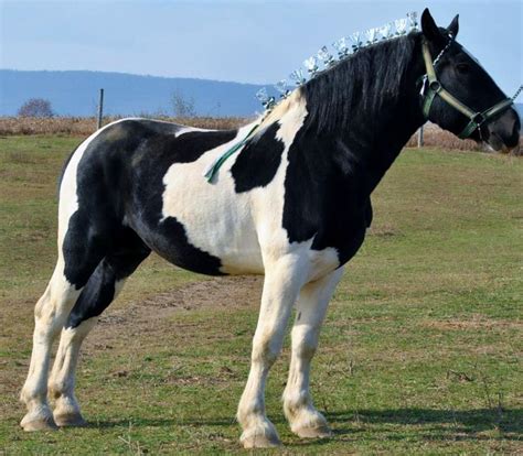 Bhr Bryants General 2009 Spotted Draft Stallion Horses American