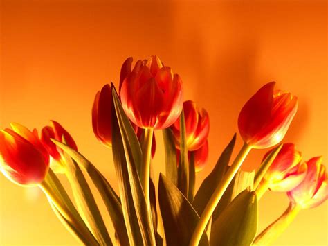 Tulips Flower Wallpapers Pixelstalknet