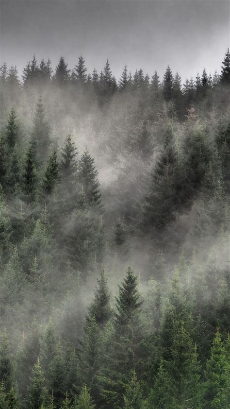 Forest Nature Fog Trees Spruce Download Wallpapers 2024