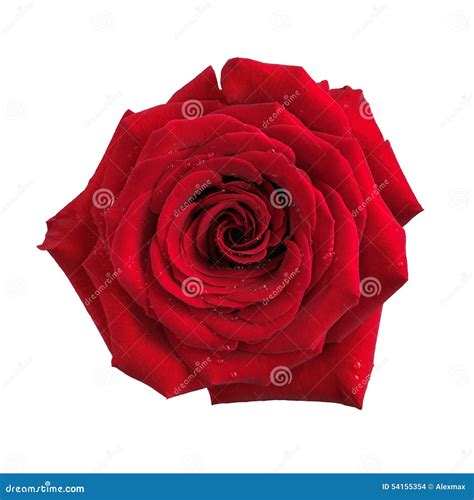 Big Red Rose Flower Isolated Stock Photo Image Of Floral Path 54155354