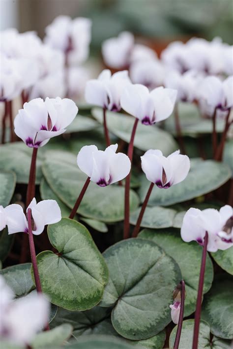Cyclamen How To Care For Cyclamen And Growing Tips Winter Flowers