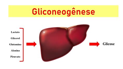 Gliconeogênese A Produção De Glicose E Sua Regulação Youtube