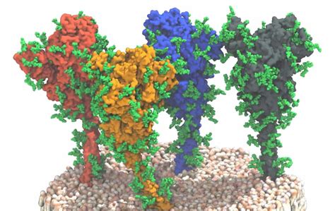 Spike Protein Of The New Corona Virus Is More Flexible Than Expected
