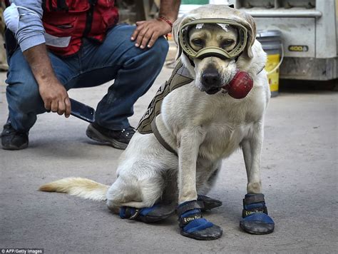 Frida The Rescue Dog Emerges As Hero Of Mexican Earthquake Daily Mail