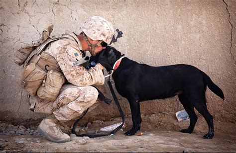 Soldier And His Dog Free Stock Photo Public Domain Pictures