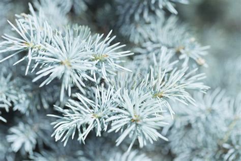 Branches Of Blue Spruce Blue Spruce In The Forest Background And Stock