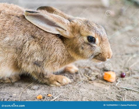 Cute Red Easter Rabbit Eating Carrot Outside Stock Photo Image Of