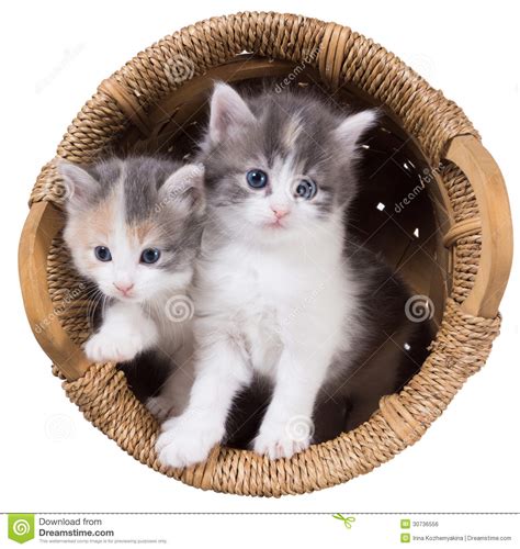 Two Blue Eyed Fluffy Kitten In A Basket Stock Photo