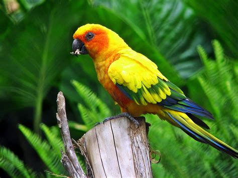 Sun Conure Wallpapers Wallpaper Cave