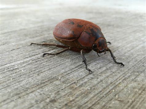 How To Get Rid Of June Bugs Pest Guide