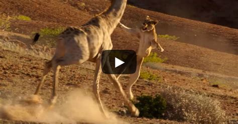 Video Insane Footage Of Wild Animals In Planet Earth 2
