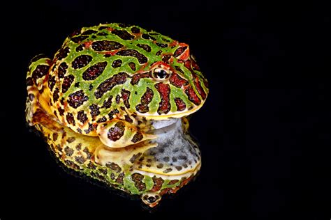 Frog Reflection Macro Free Stock Photo Public Domain Pictures